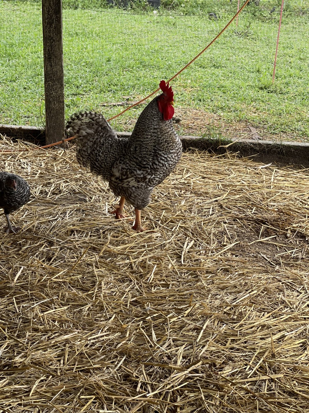 Barred rooster standing on straw
