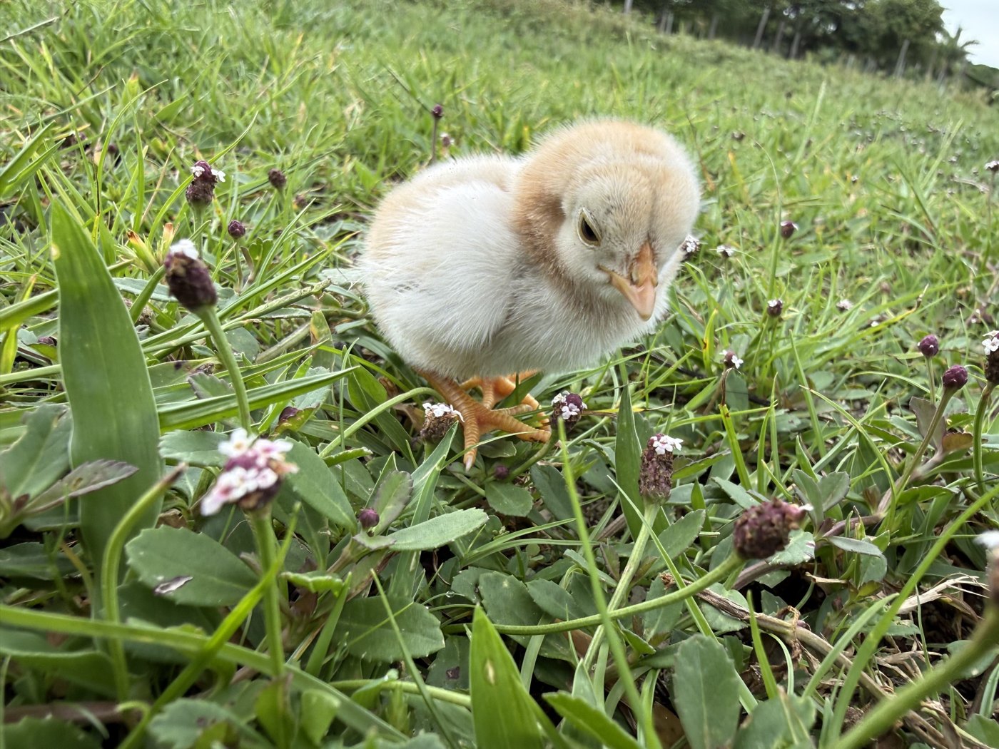 Young chick standing in grass