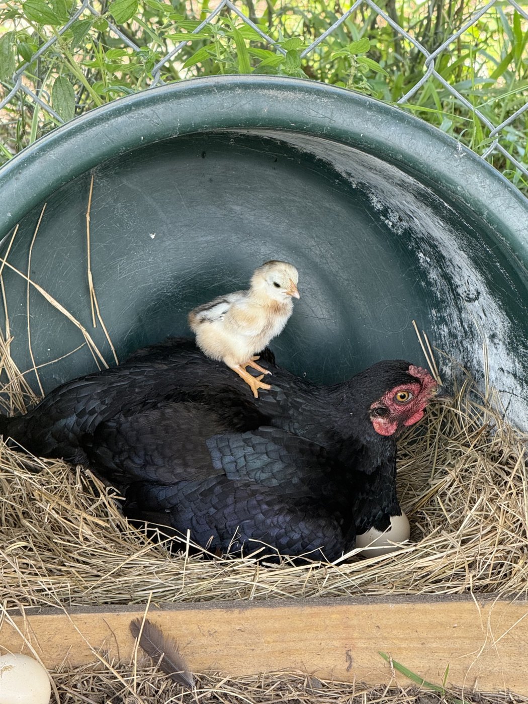 A chick perched on its mother in a straw nest