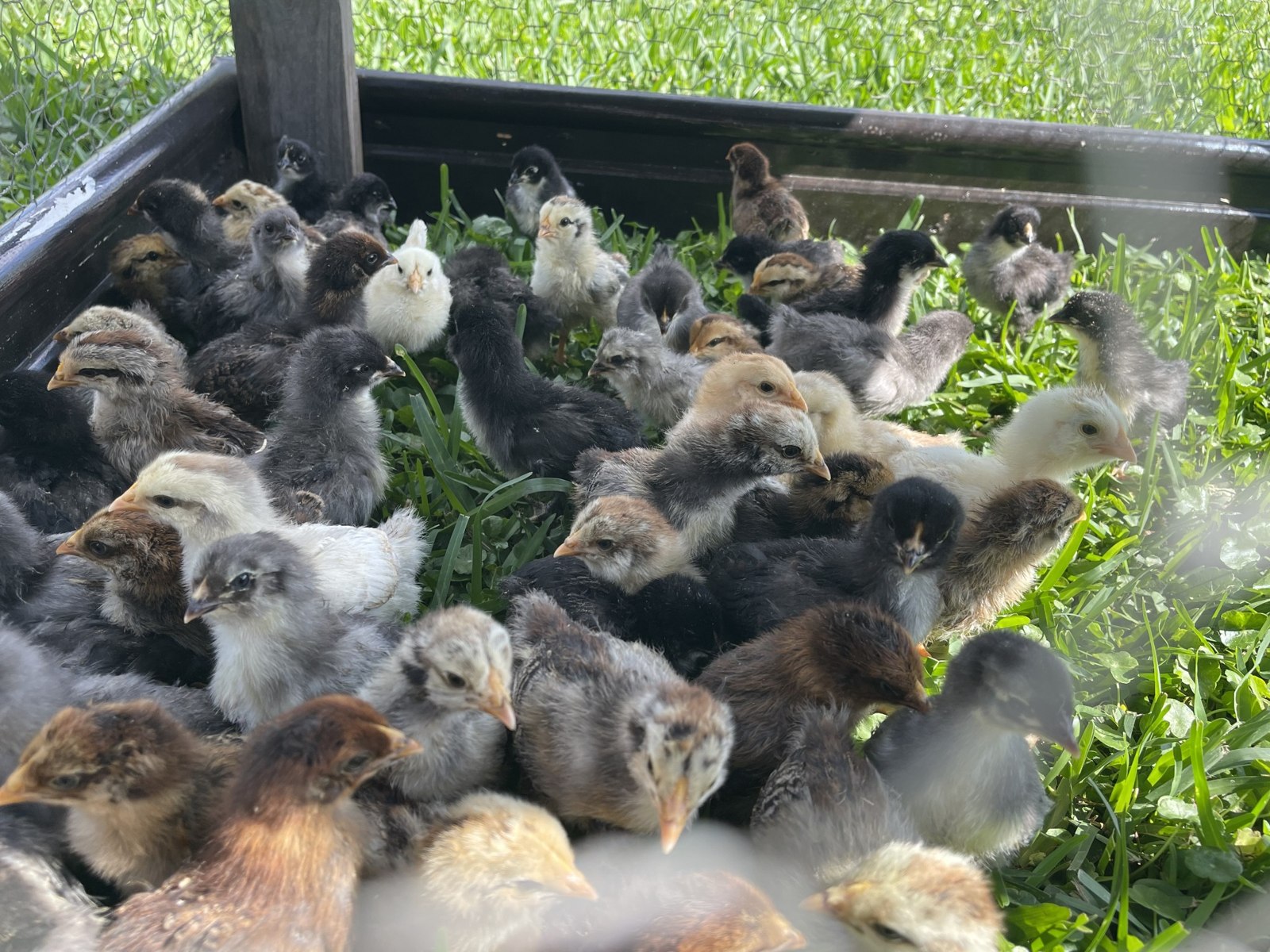 Our group of young chicks resting together on green grass