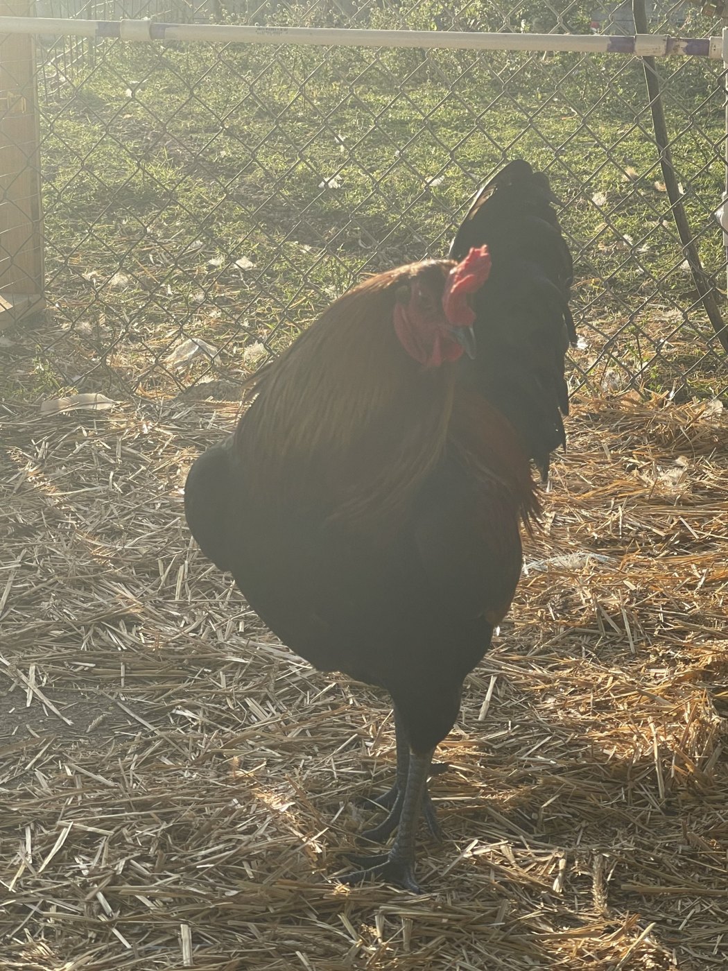 Dark rooster in the run