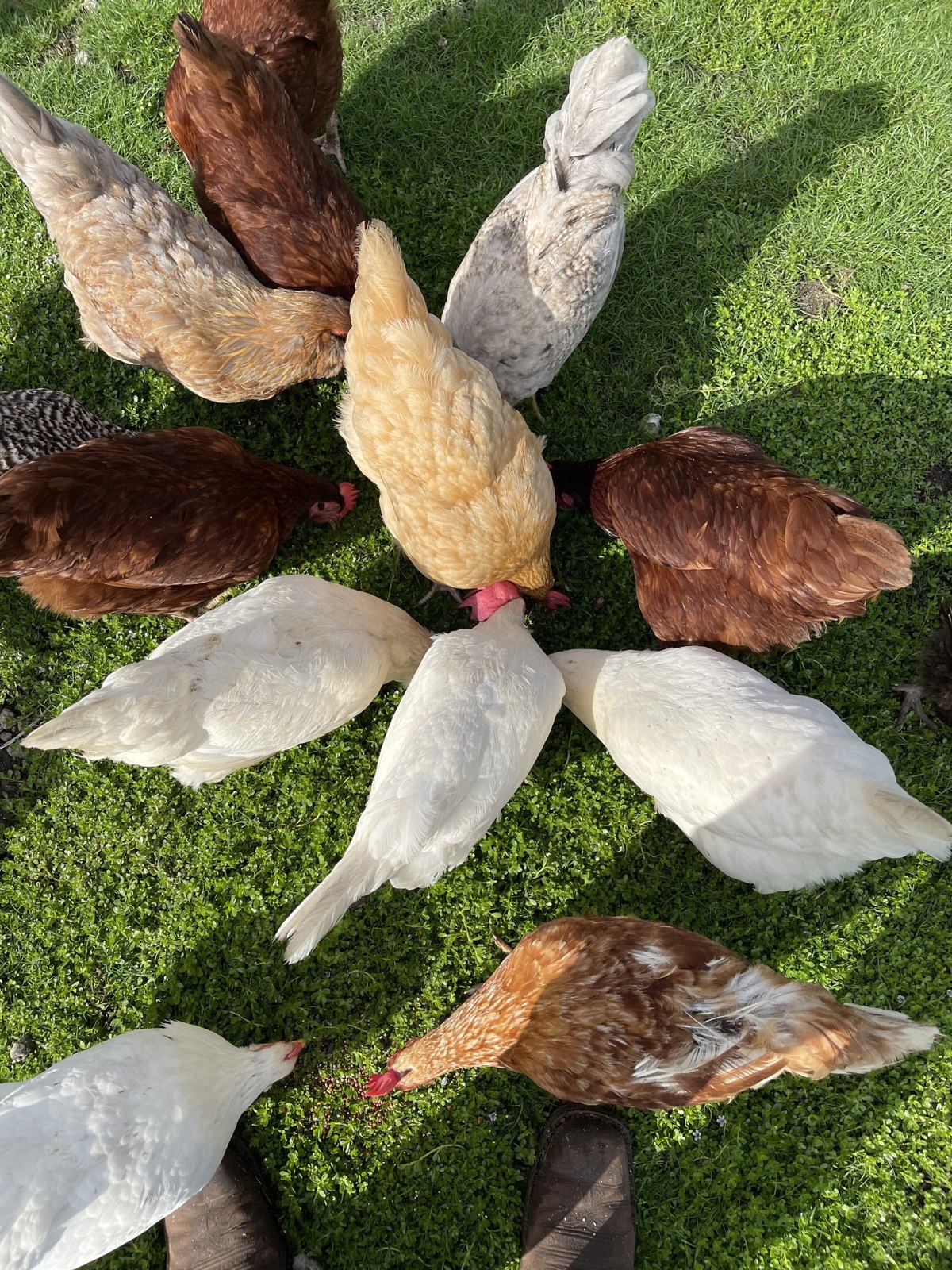 Overhead view of hens gathered on green grass