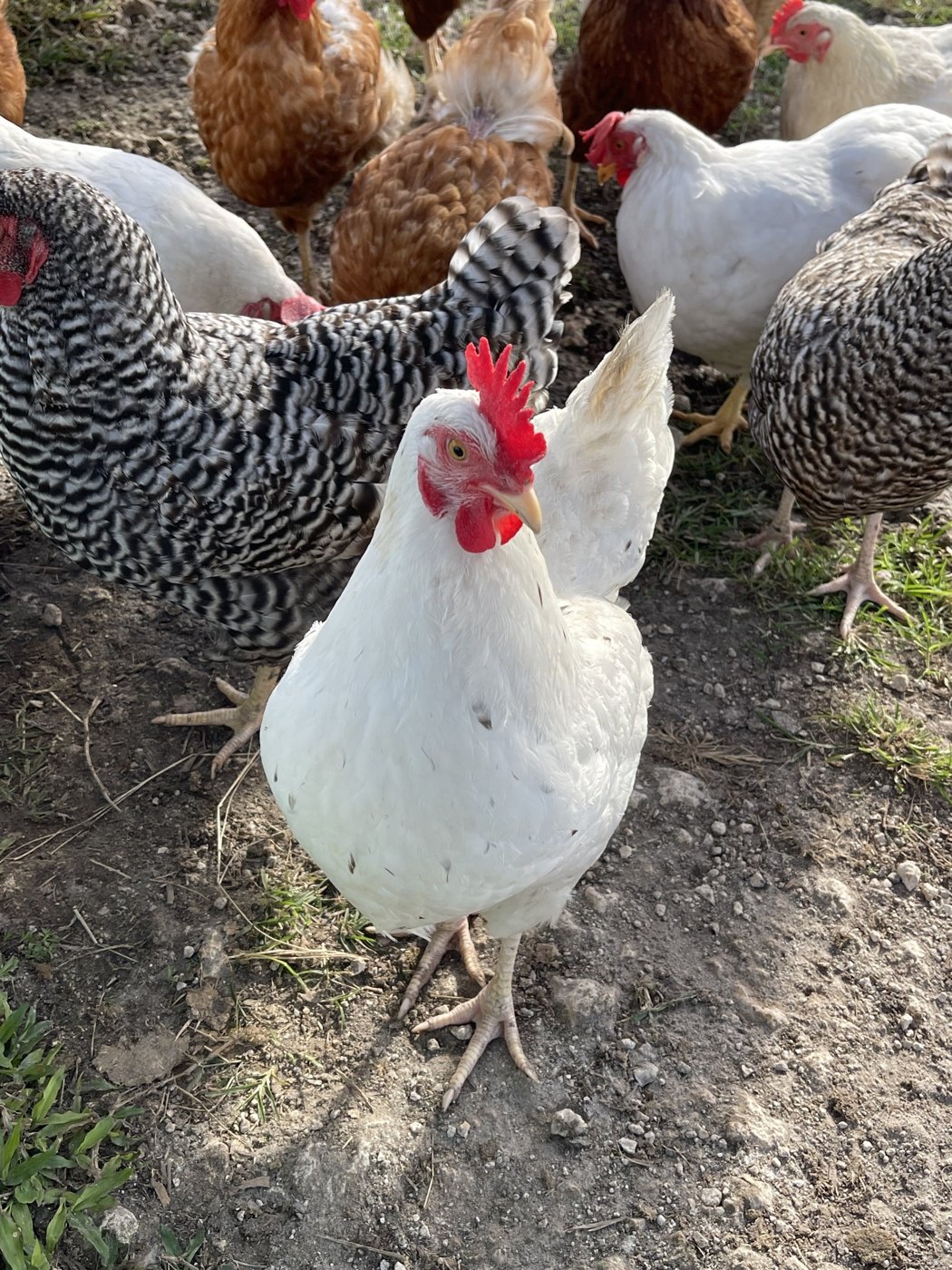 White and barred hens together