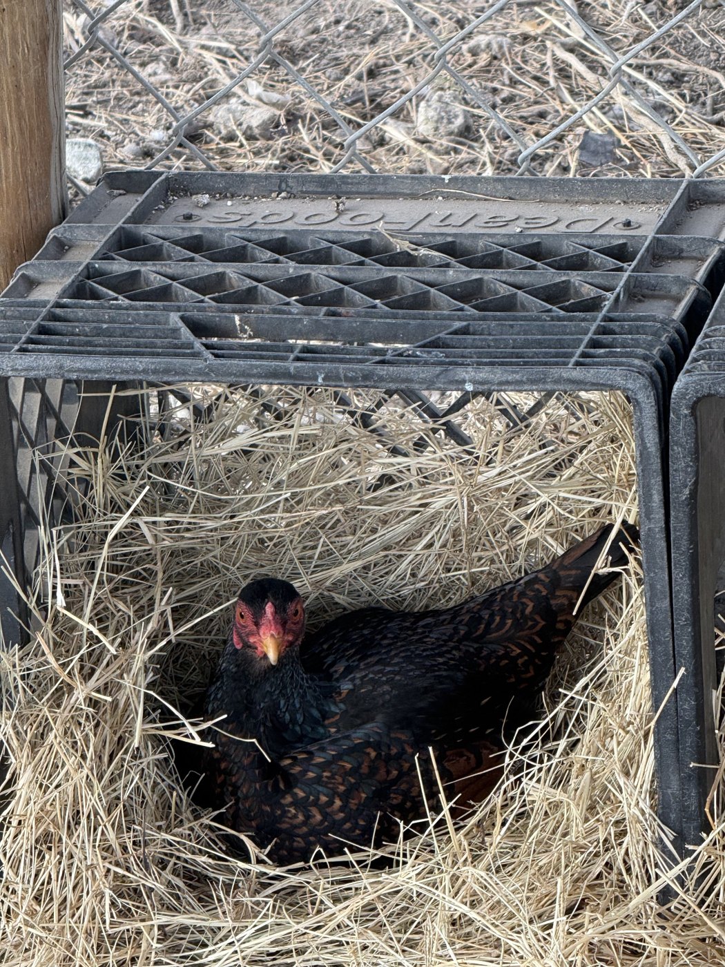 Hen sitting in a straw nest