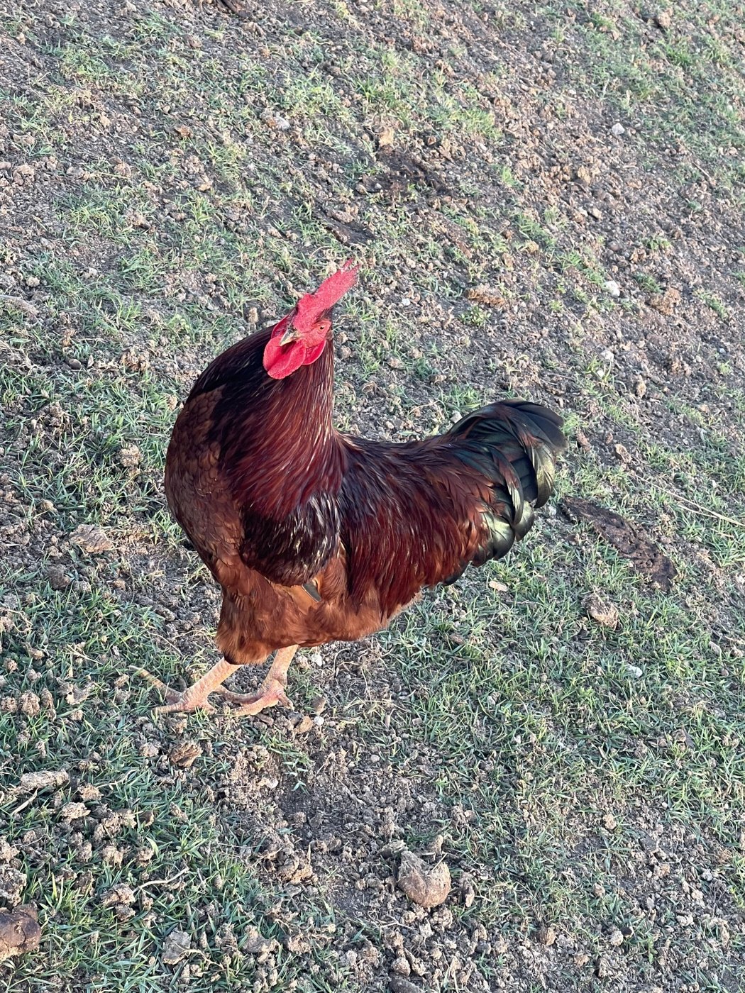 Red rooster outdoors