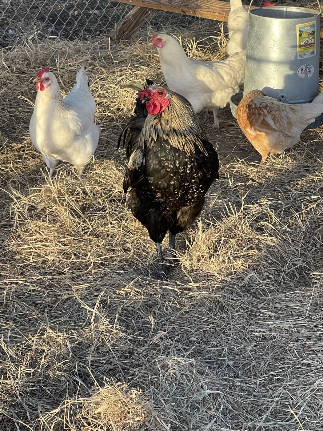 Silver-necked rooster with hens