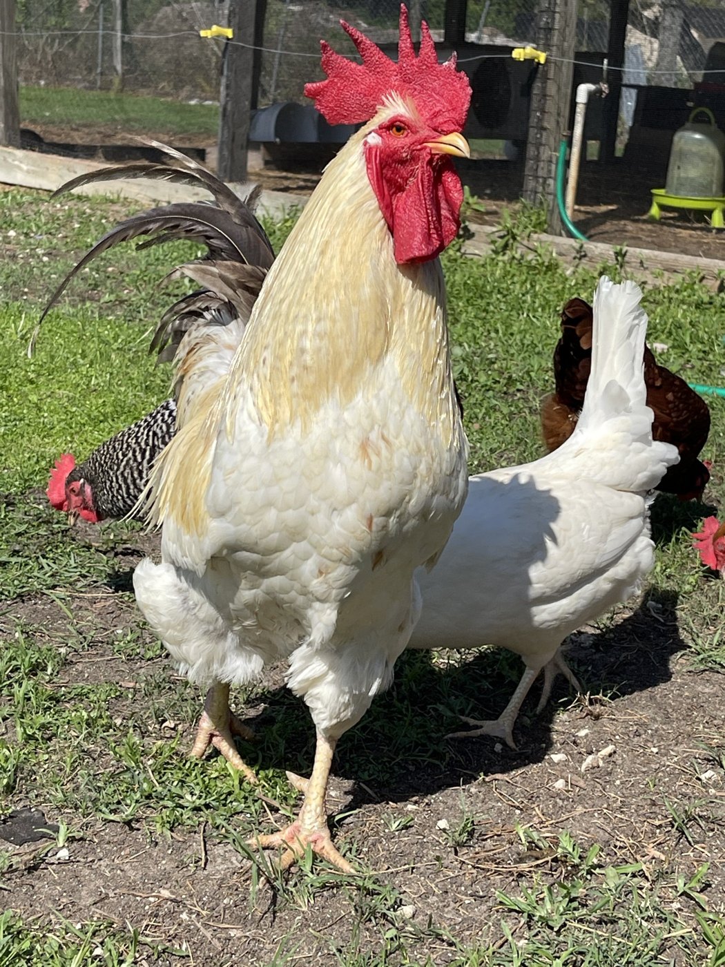 White rooster outdoors